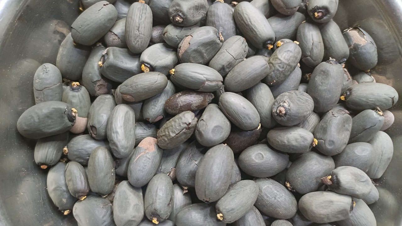 500gram hạt giống mủ trôm