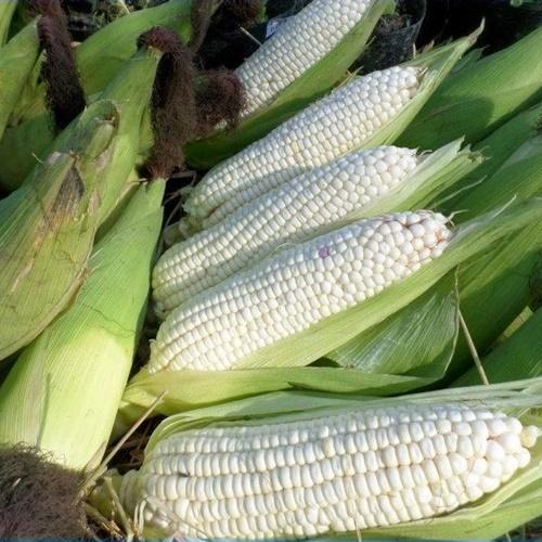 Hạt Giống Ngô Nếp Dẻo. Túi 100 Gram Chất Lượng Cao - Nhiều Dinh Dưỡng - Giá Đặc Biệt.