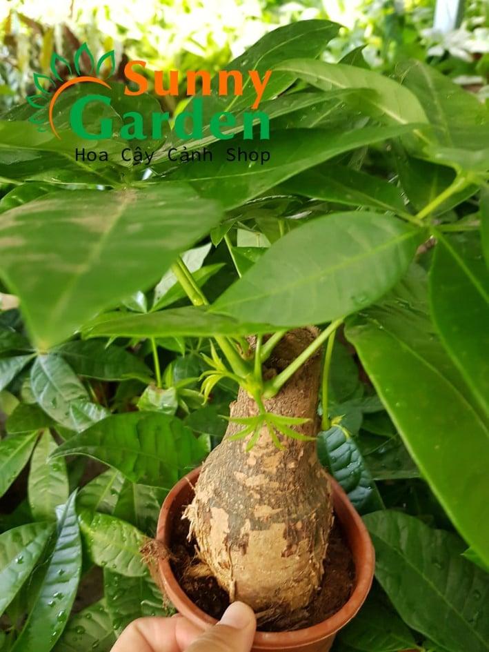 Kim ngân một thân để bàn - cây phong thủy