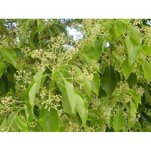 com bo 5 Cây giống long não