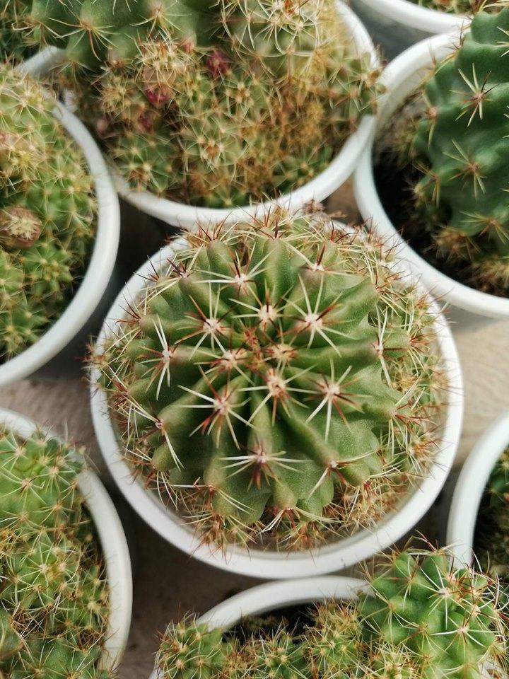Cây xương rồng móc câu
