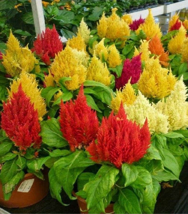 "Gói 100 Hạt " Hạt giống hoa mào gà lửa mix