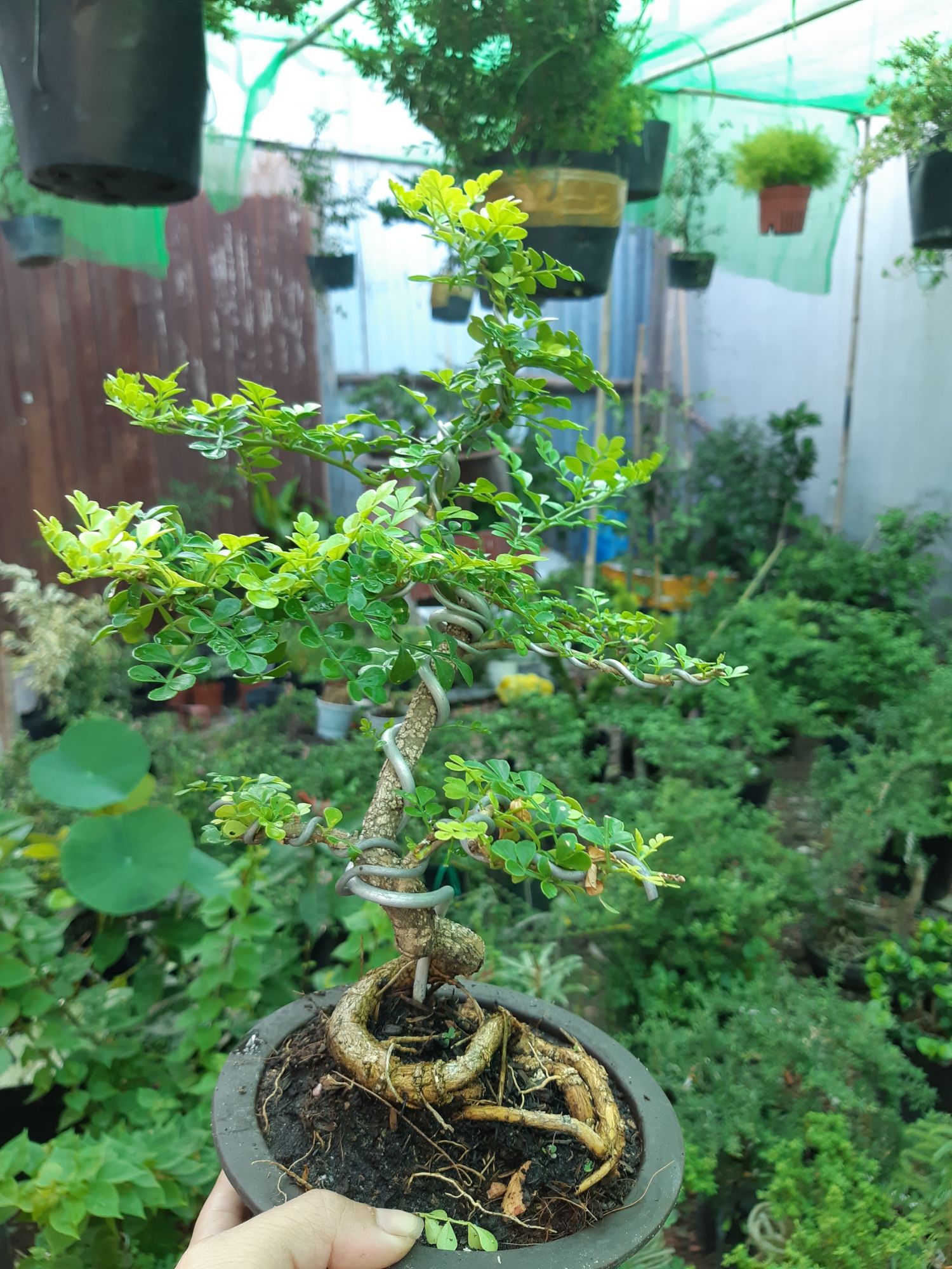 cần thăng bonsai TẶNG CHẬU