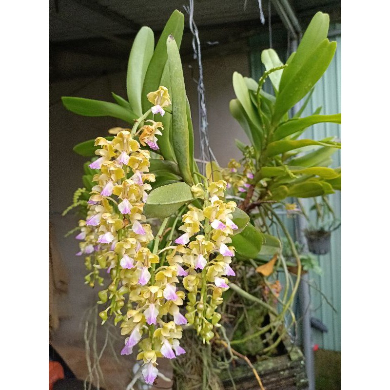NHẠN RỪNG T8 GIA LAI