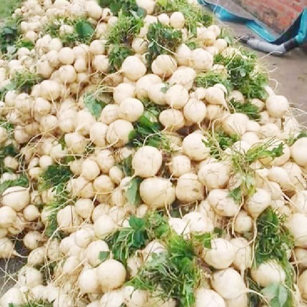 Hạt giống củ đậu ,củ sắn dể trồng/gói 30 hạt