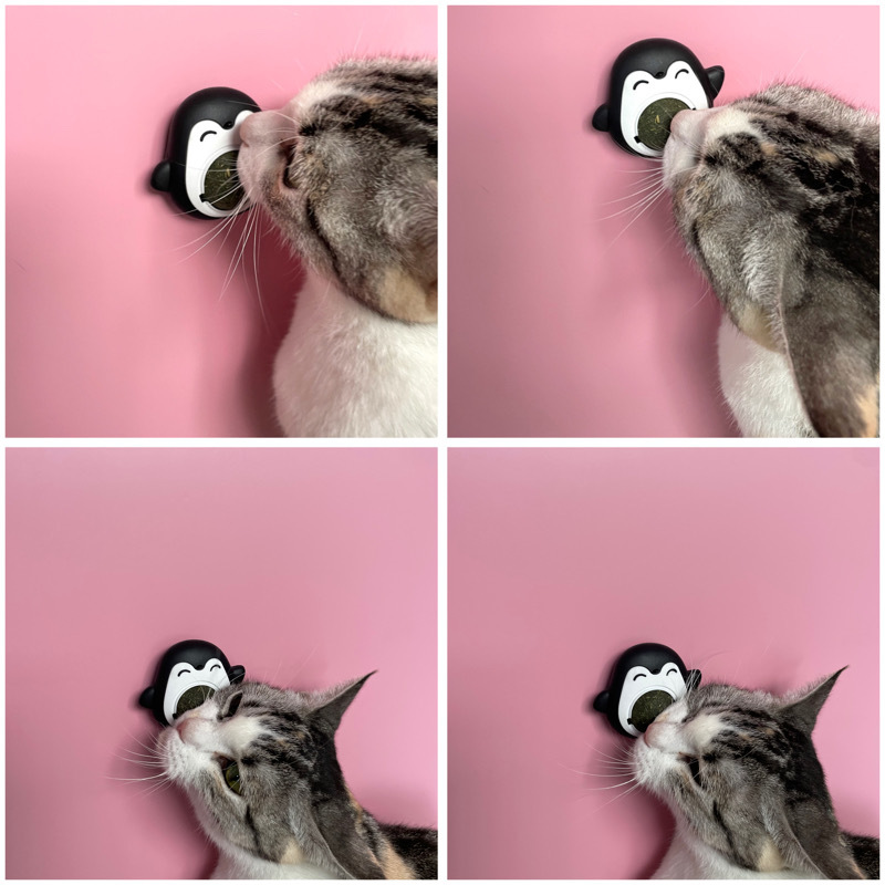 Cỏ bạc hà mèo, catnip dán tường