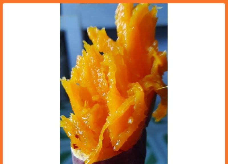 1 ký khoai lang mật Tà Nung - SAM LÊ SHOP.................