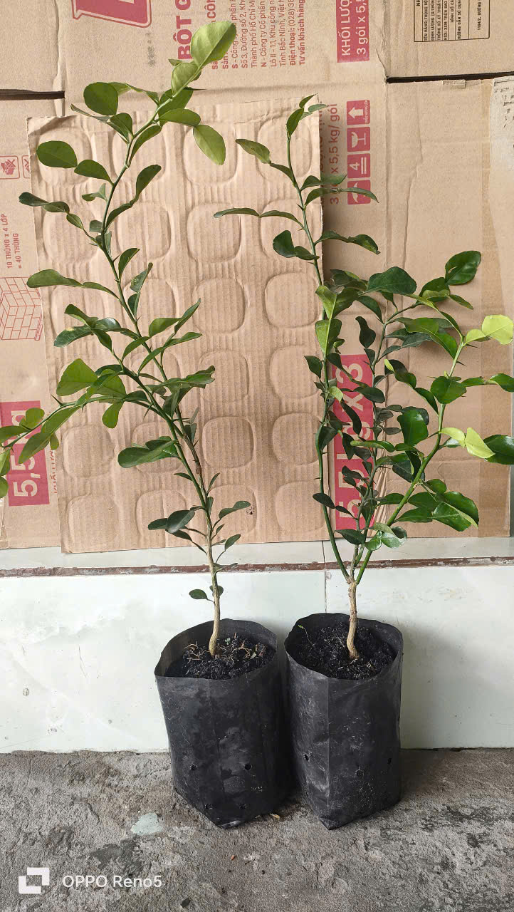 Cây chúc. Chanh thái. 5 cây. HÀNG ĐẸP