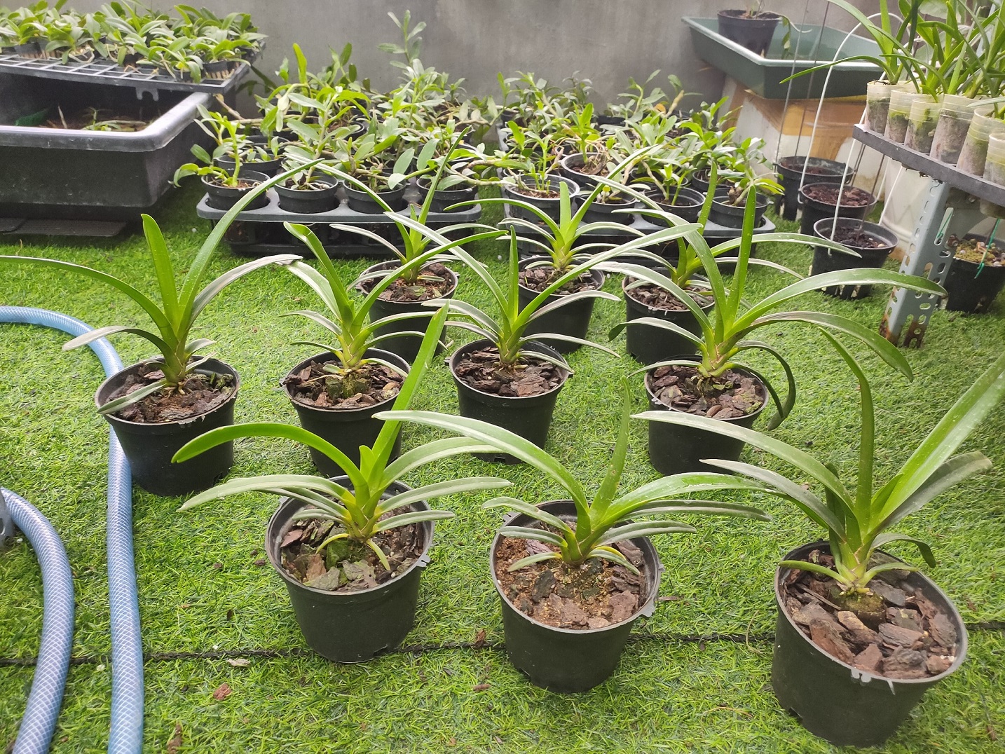 Kiếm đỏ cây trưởng thành ( Xích Ngọc)