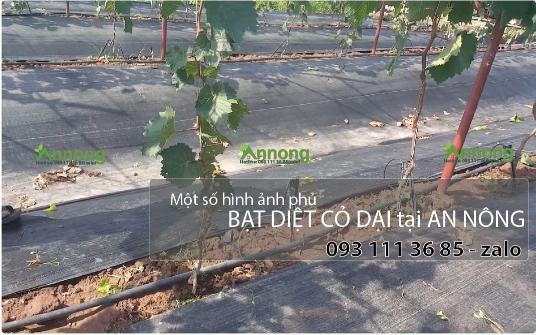 Bạt phủ luống chống cỏ 60cm x 30m dài 120g/m2 (kèm 30 ghim/tấm)