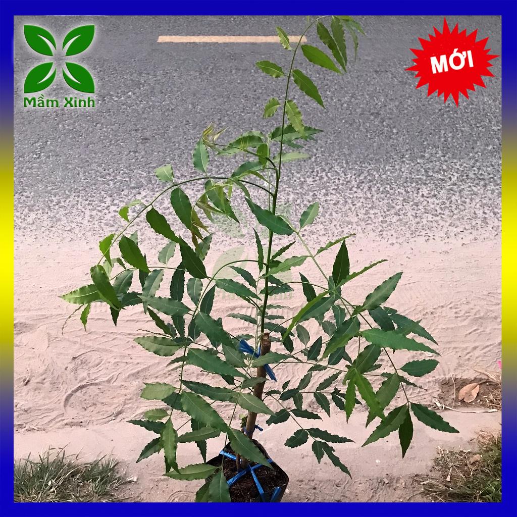 Cây Sầu Đâu Giống