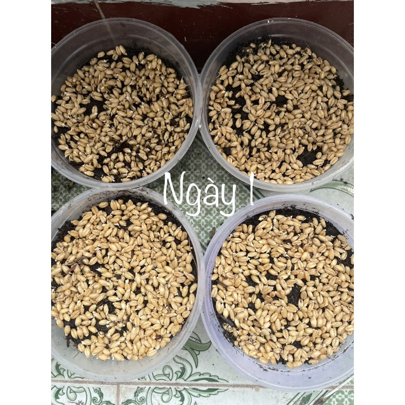 Hạt giống cỏ mèo tươi, Hạt giống cỏ lúa mạch cho mèo