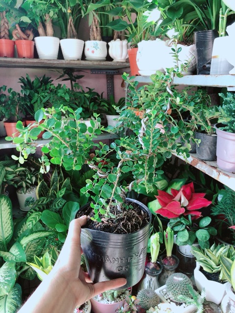 Cây Linh Sam Núi Sam Trái