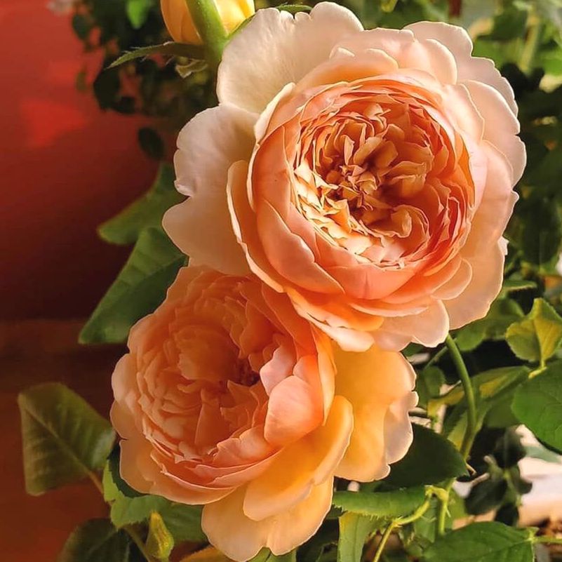 Hoa hồng Masora Rose - hồng leo, hoa thơm