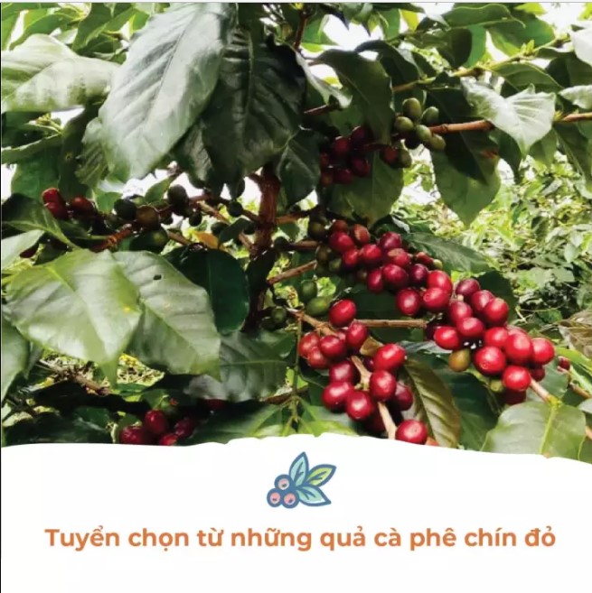 Cà Phê Phin DalatFarm - Hộp 250Gr (Dạng Bột)