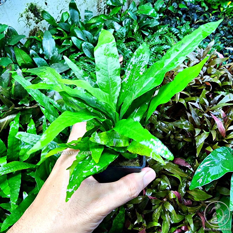 Cây Dương Xỉ Java Mini (Microsorum java) | Cây Thuỷ Sinh Dễ Đẹp - Cực Dễ Chăm - Không Cần CO2