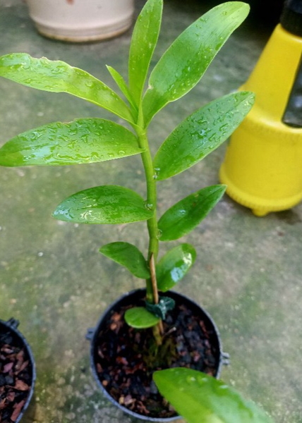 Cây giống hoa lan giả hạc Ma Bó