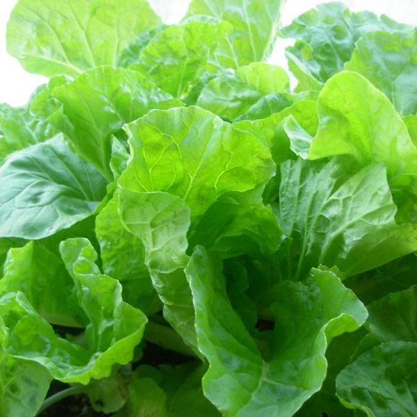 Hạt Giống Cải Bẹ Dún Giòn Ngọt, Dễ Trồng (10gr)