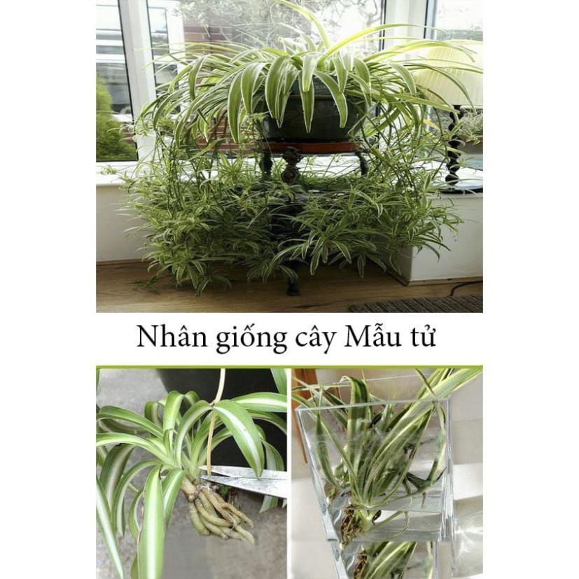 CHẬU CÂY CẢNH LAN CHI( CÂY MẪU TỬ,CÂY DÂY NHỆN) ĐẸP NHÀ