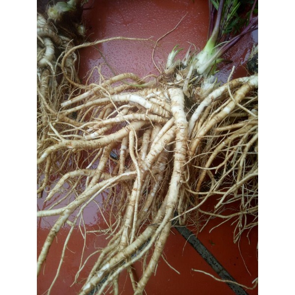 Sâm đương quy tươi 150k/2kg