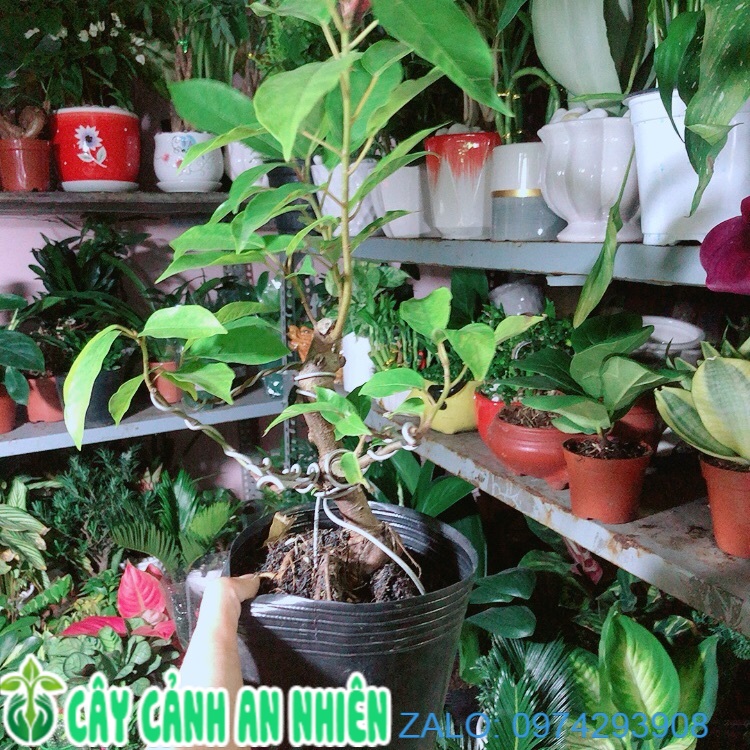 Cây Sung Bonsai