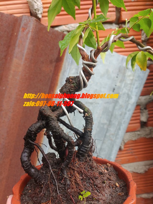cây khế bonsai mini