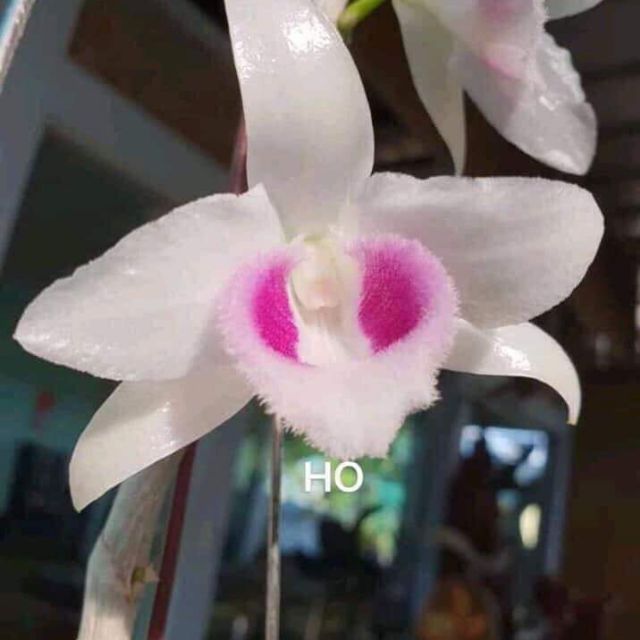 1 CỐC PHI ĐIỆP 5CT H.O