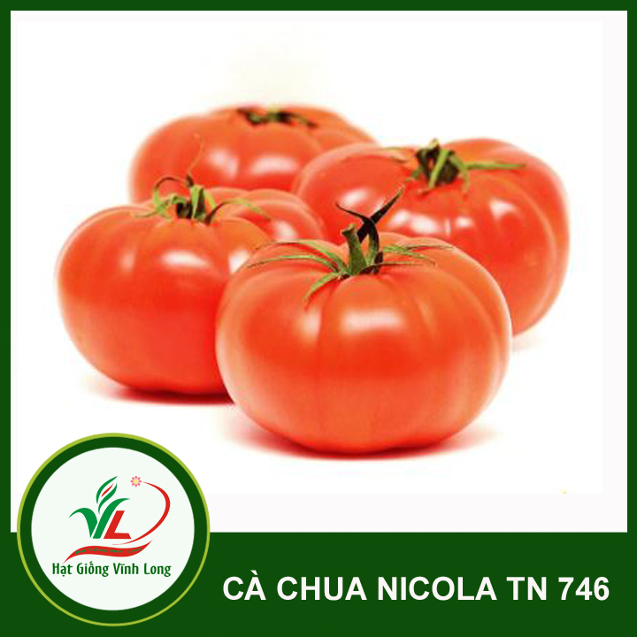 Hạt gống Cà chua F1 TN 746 (797) - 1g(306 hạt)
