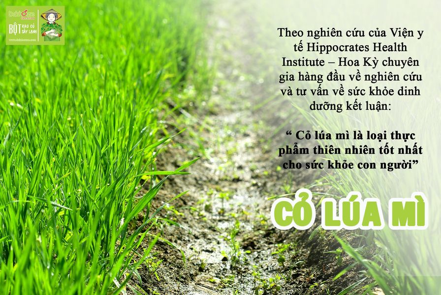 Bột Cỏ Lúa Mì DalaHouse 60 gram ( 100% Natural Wheatgrass Powder)