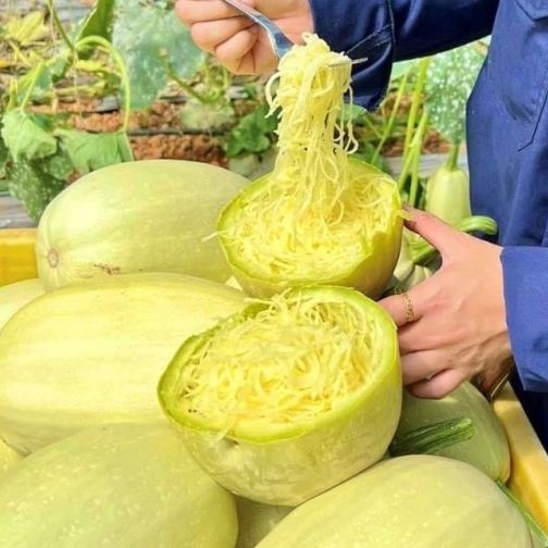 1Gr Hạt Giống Bí Sợi Mì Ý Spaghetti