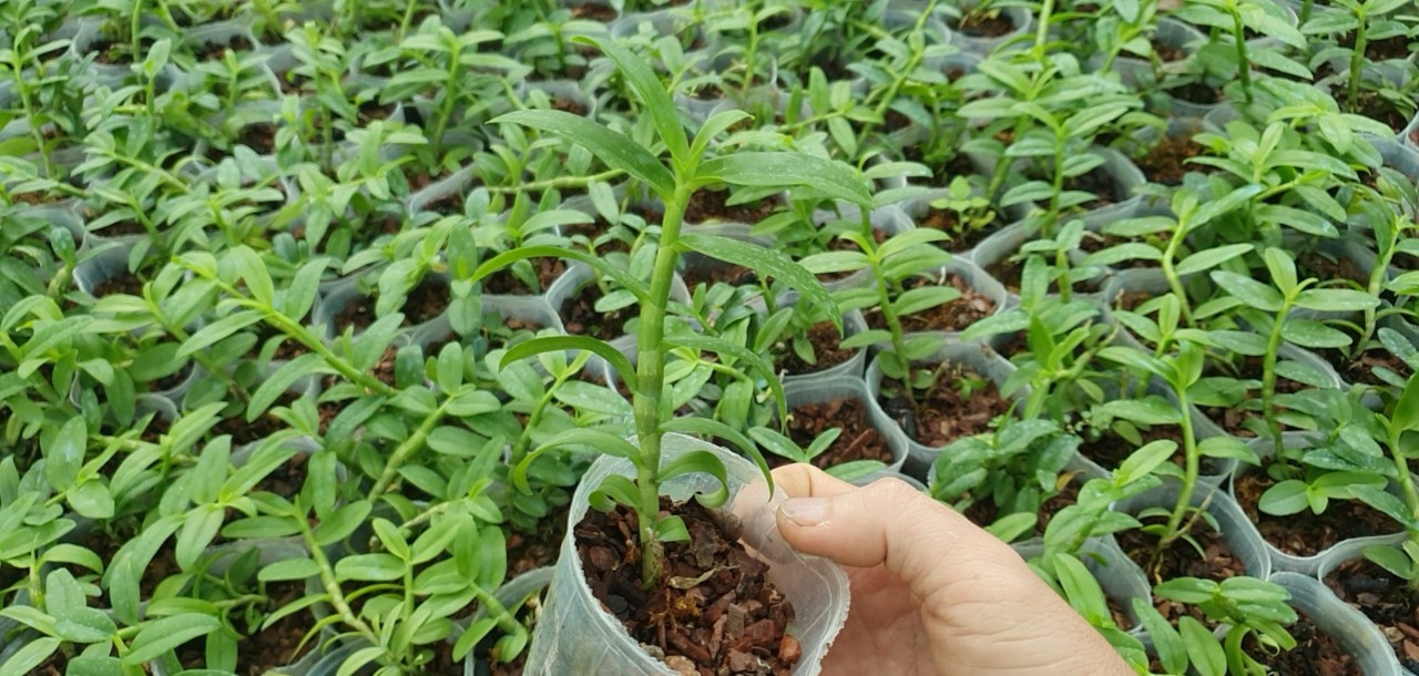 5ct ho gieo hạt