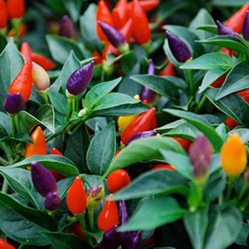 Hạt Ớt Kiểng Ngũ Sắc F1 Loại Dễ Trồng. Túi 10 Hạt. Chất Lượng Cao