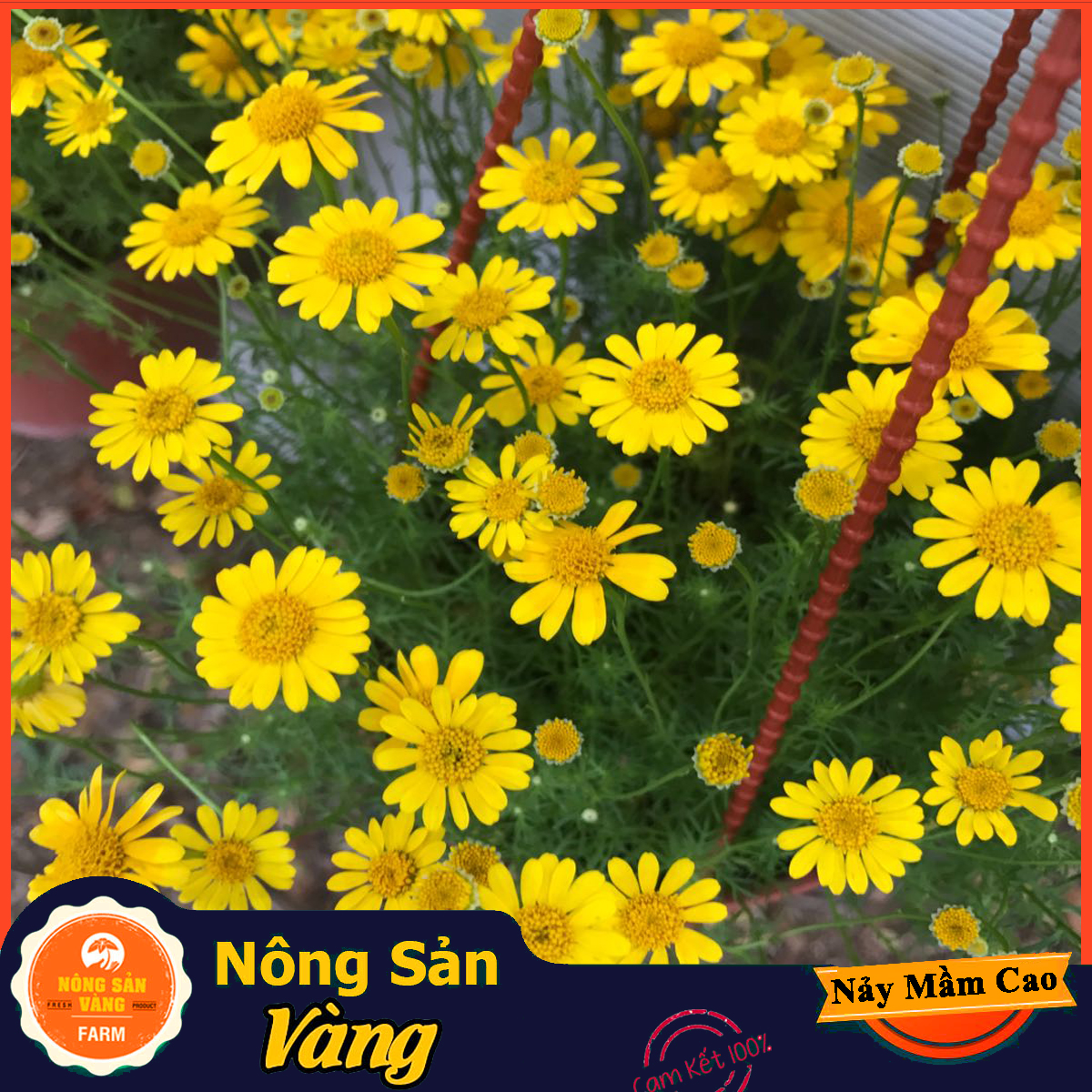 Easily care yellow meteor yellow daisy seeds charming color (0,03 grams package)-shallow yellow