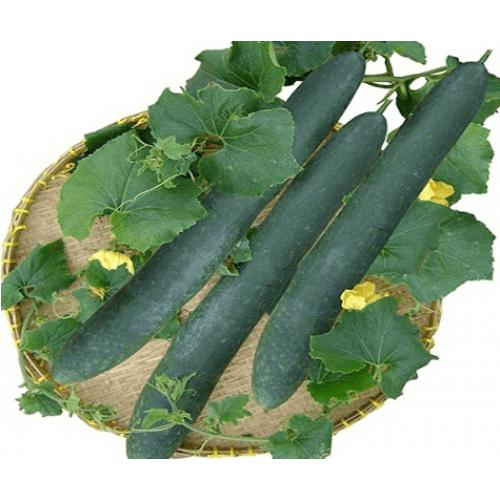 Hạt giống bí xanh dài ( bí sặt ) 1 gói 30 hạt