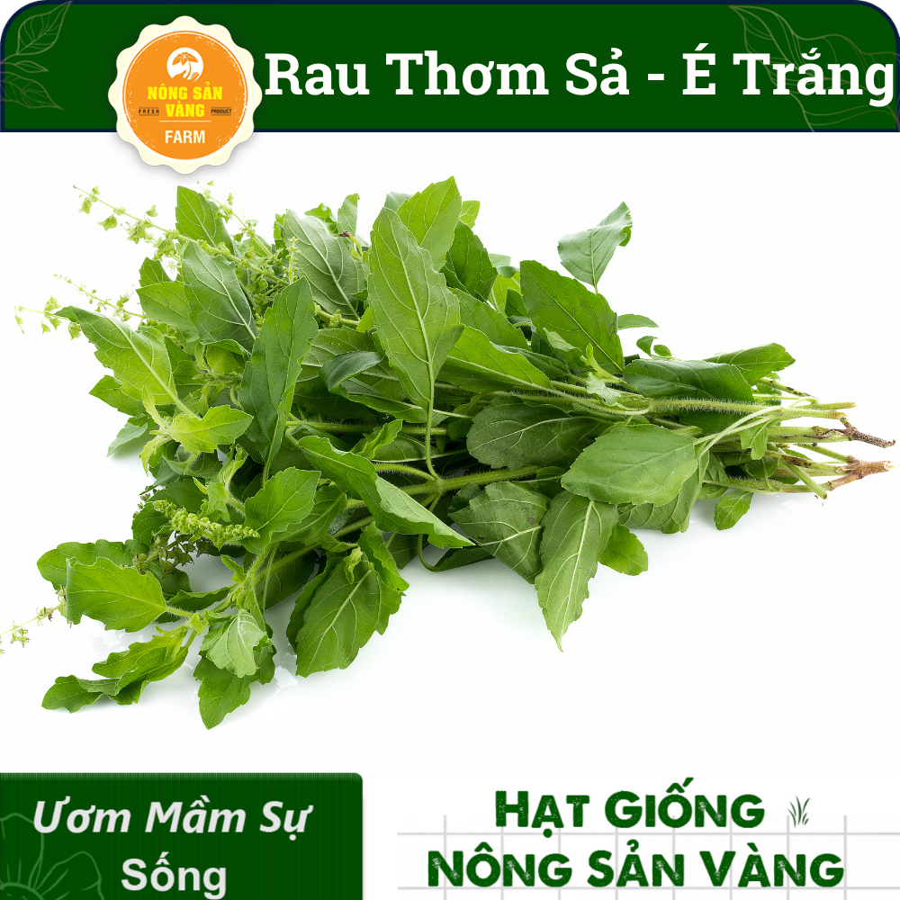 Hạt giống Rau Thơm Sả (É Trắng) Rau Thơm Đặc Biệt Của Miền Trung,  Trồng Quanh Năm (gói 5 gram)- Nông Sản Vàng