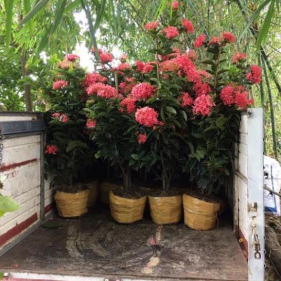 Cây mẫu đơn Mỹ Hồng siêu hoa