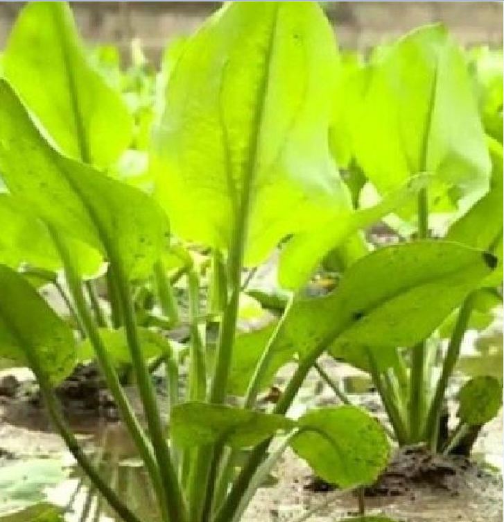 Hạt giống trạch tả - ( cây dược liệu 50 hạt)