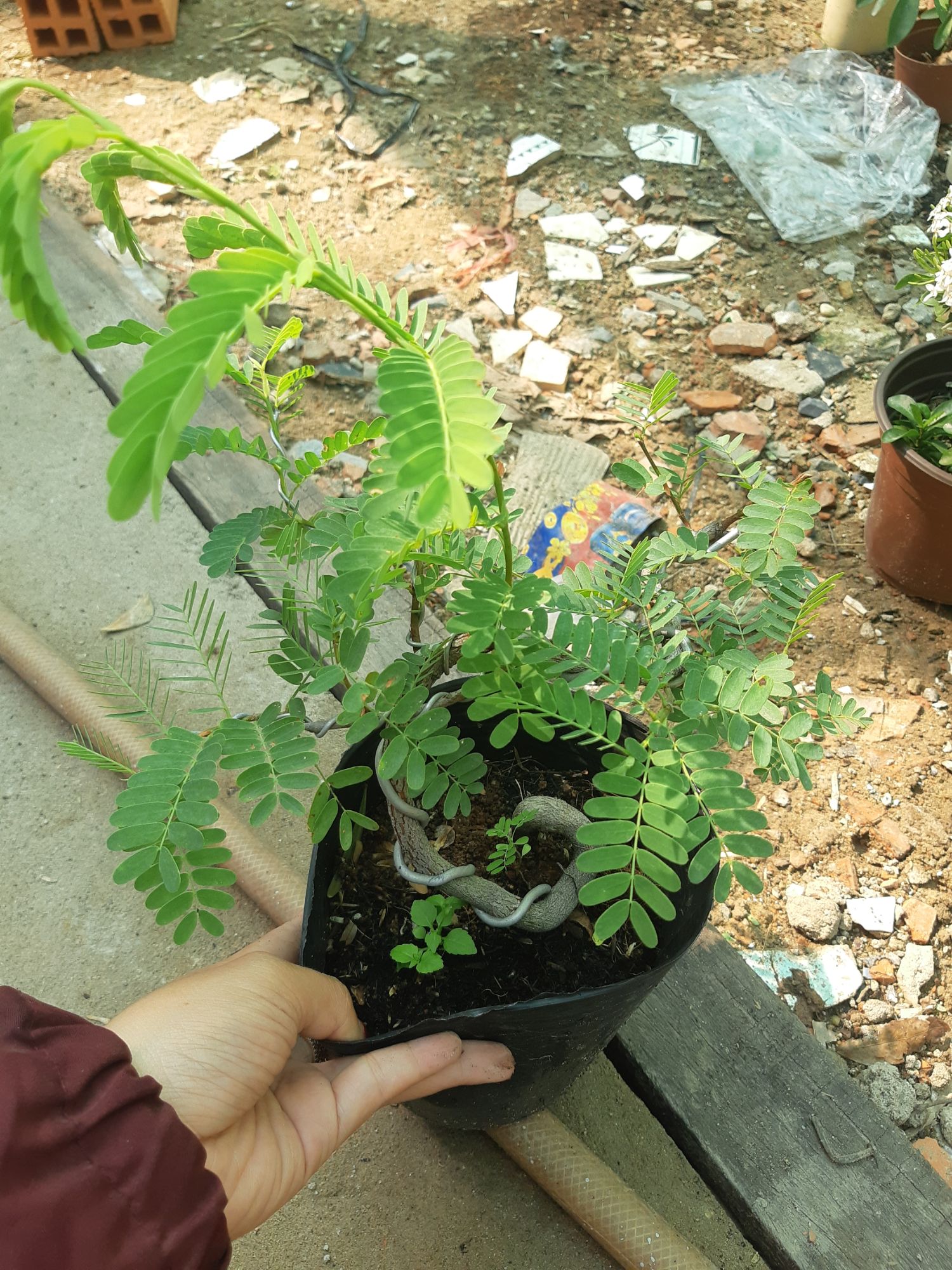 cây me bonsai mini