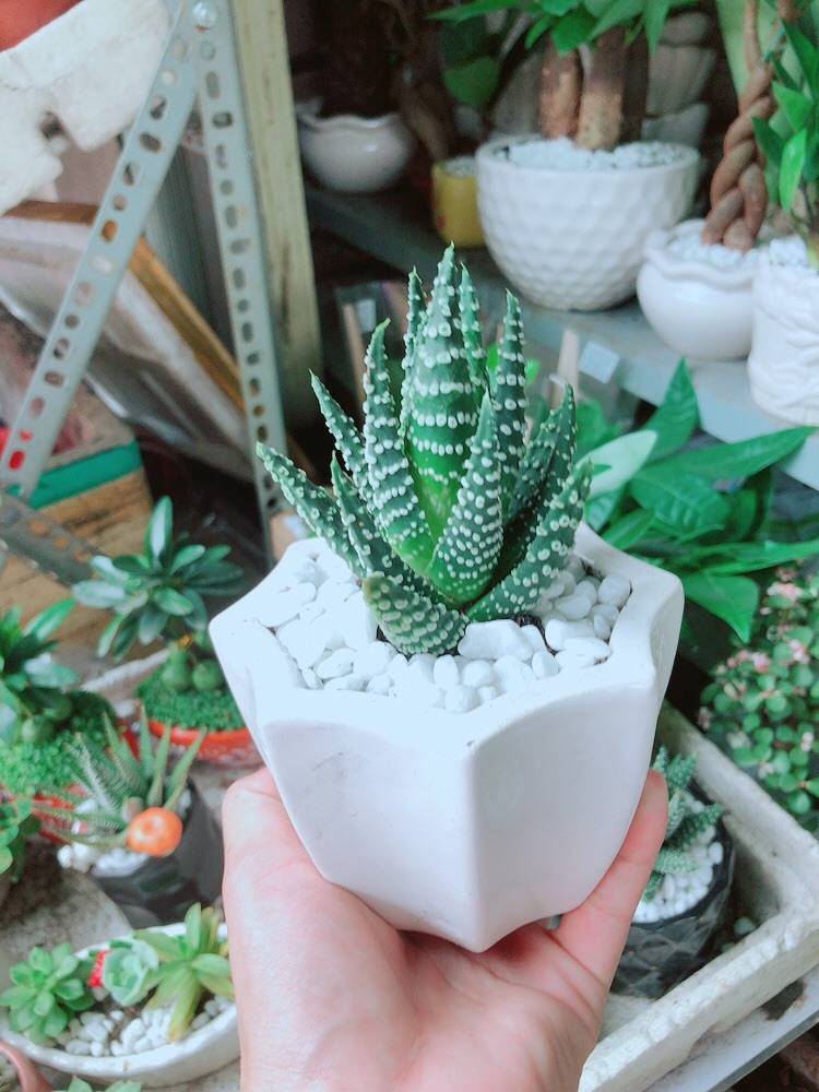 Chậu Xương Rồng