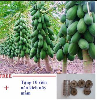 HẠT GIỐNG ĐU ĐỦ SIÊU TRÁI THÁI LAN _GÓI 20 HẠT .