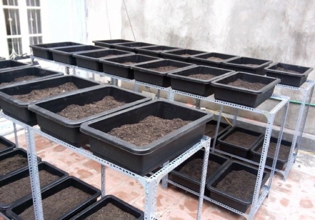 Chậu Trồng Rau Size 65X42X16 Cm