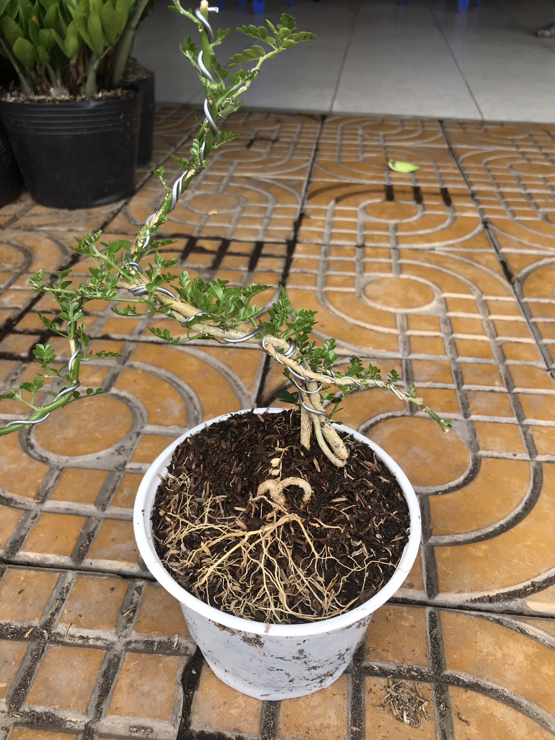 Cây cần thăng bonsai mini