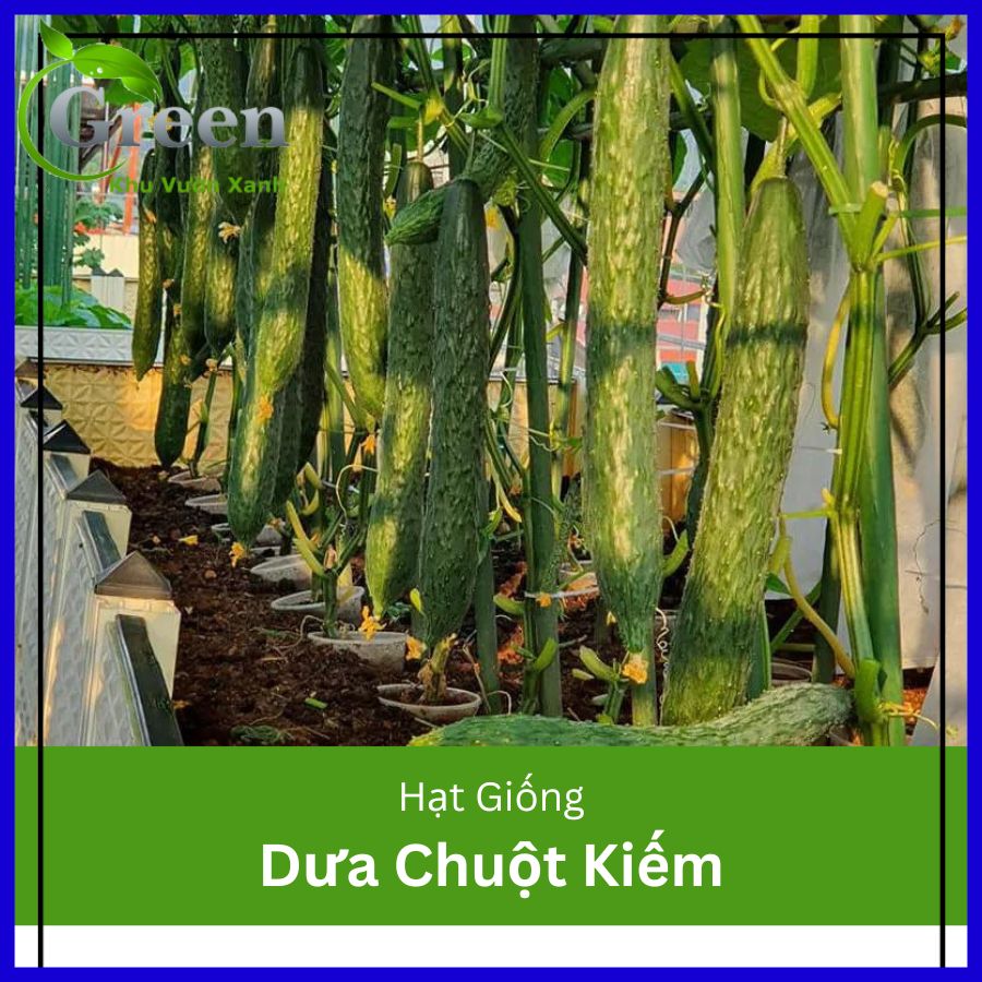 Hạt giống dưa chuột kiếm tự thụ phấn trái dài