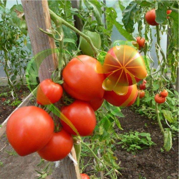 Hạt giống cà chua trái tim đỏ - gói 0,1 gram