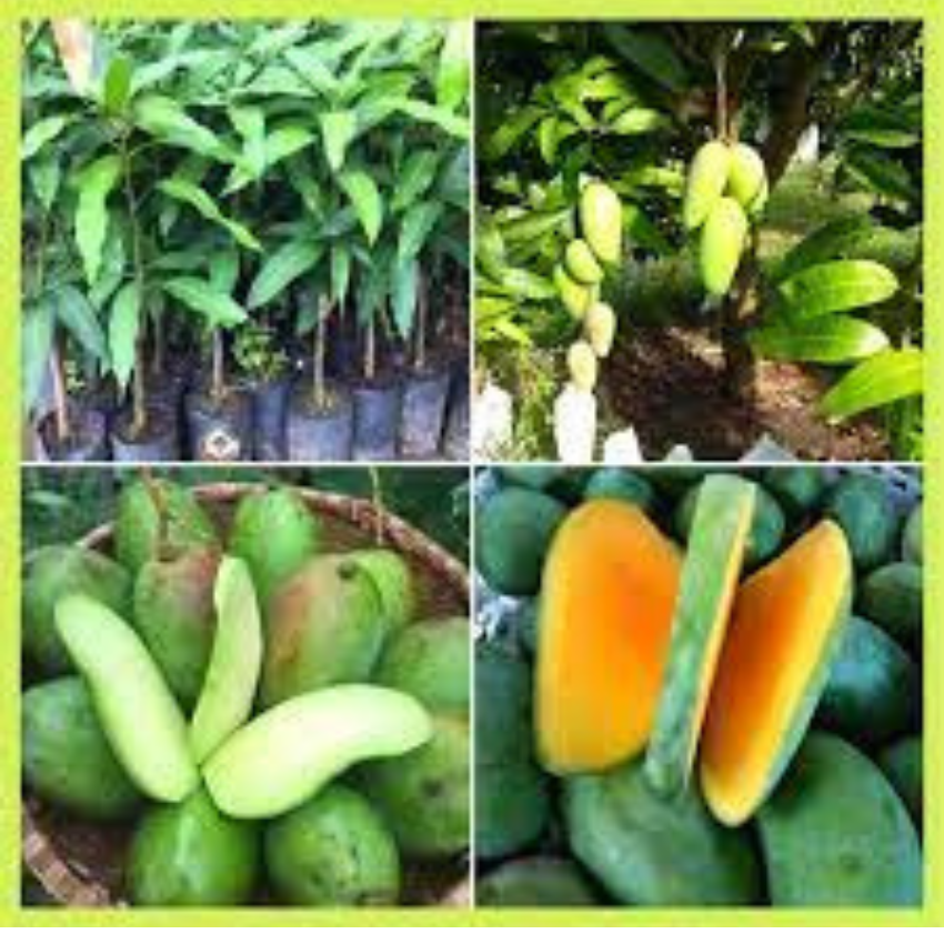 CÂY GIỐNG XOÀI THÁI HẠT LÉP CƠM DÀY