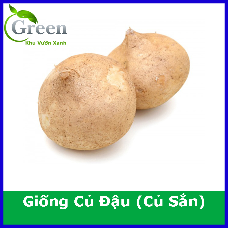 Hạt Giống Củ Đậu (Củ Sắn) Năng Suất Cao, Củ To Đều - Gói 20 Hạt