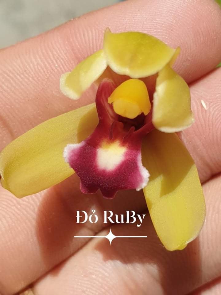 Lan kiếm Đỏ Ruby hàng cây giống 8 tháng tuổi