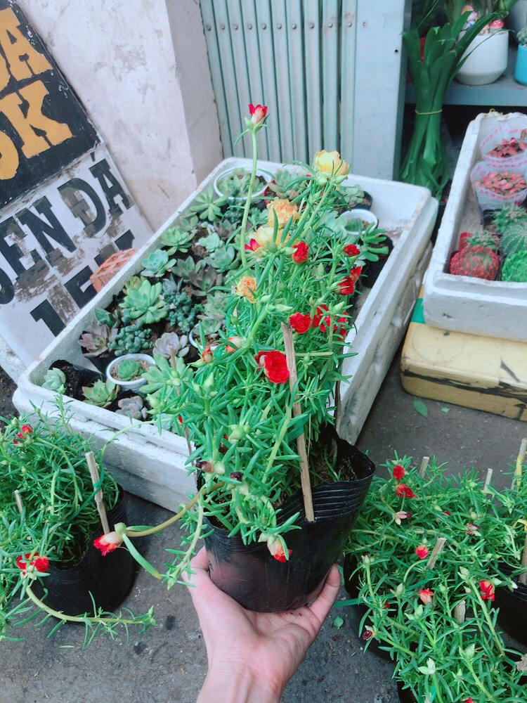 Hoa mười giờ mỹ (3 màu)