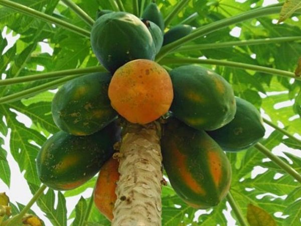 [HCM]Hạt Đu đủ ruột đỏ