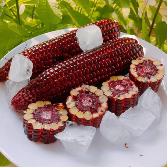 [HCM]Combo 10 trái bắp đỏ nữ hoàng-Loại 1-L